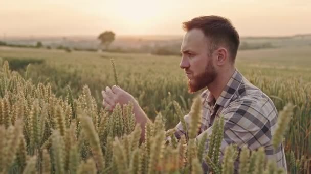 Вид Збоку Фермера Сидить Полі Пшеницею Тримає Колір Чоловік Бородою — стокове відео