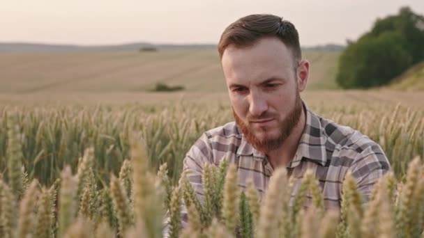 Вид Спереду Фермера Сидить Полі Пшеницею Чоловік Бородою Сорочці Торкаючись — стокове відео