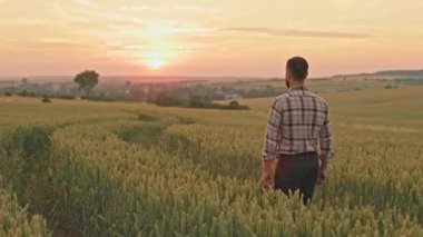Çalışkan bir çiftçinin tarlada yürümesi, buğdaylı ekin ekmesi. Ekose gömlekli adam büyüyor ve buğdayla ilgileniyor. Tarım ve kırsal kesim kavramı.