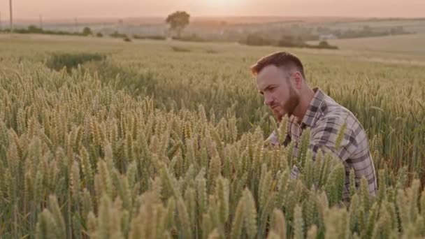 Побічний Погляд Серйозних Працьовитих Фермерів Вирощують Пшеницю Культивують Збирають Чоловік — стокове відео