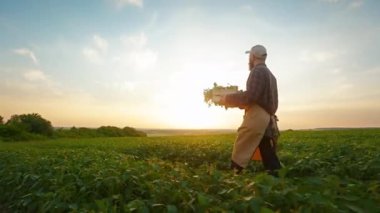Arka planda yürüyen, tarlaya giden, lahanalı kutuları taşıyan bir adam. Sakallı çiftçi, çiftlikteki ayçiçekleriyle ilgileniyor. Kırsalda çalışma kavramı.
