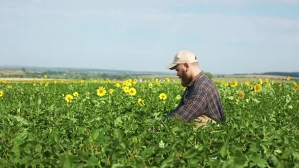 侧面看农民的胡子坐着 在田里干活 戴帽子 穿格子花衬衫 穿围裙的男人 正在长大成人 照顾着向日葵 种植和照料植物的概念 — 图库视频影像