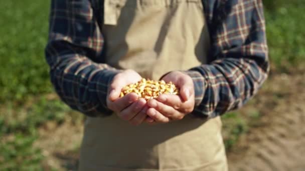 Närbild Unga Jordbrukare Sträcker Händerna Håller Vete Råg Visar Man — Stockvideo