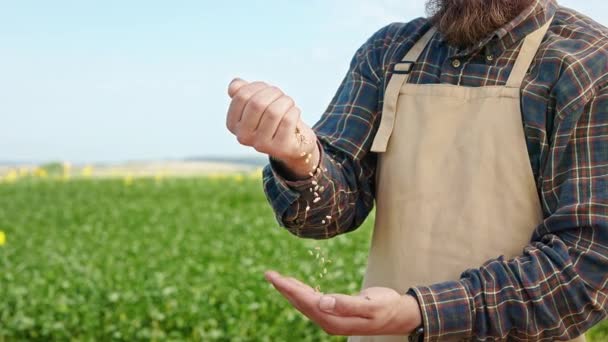 关闭男性种植小麦 秋天收获 农夫站在田里 在农村干活 植物生长的概念 — 图库视频影像