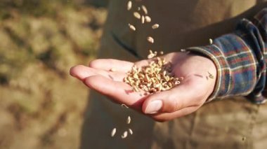 Ekose gömlek giyen, palmiyeye tohum döken çiftçilere yaklaş. İnsanlar buğday yetiştiriyor, kırsalda çavdar yetiştiriyor, tarlada çalışıyor, hasat yapıyor. Kırsal alan kavramı ve büyüyen bitkiler.