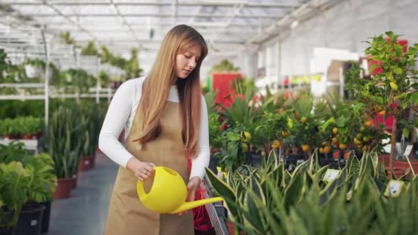 从侧面看重点突出的年轻女士的成长 照顾兰花中的植物 美丽的女人 浇灌植物 照顾植物的概念 — 图库视频影像