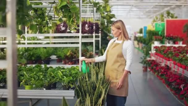 穿着围裙和牛仔裤 在温室工作的年轻花匠的侧视图 迷人的金发女人拿着瓶子喷灌植物仰慕不已温室和园林绿化的概念 — 图库视频影像