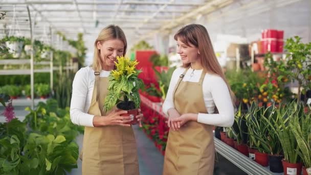 2人の若い女性の花屋を保持する植木鉢のサイドビュー 美しい女性の制服を着て 笑顔で 話をし 植物を賞賛 温室とオレンジの概念 — ストック動画