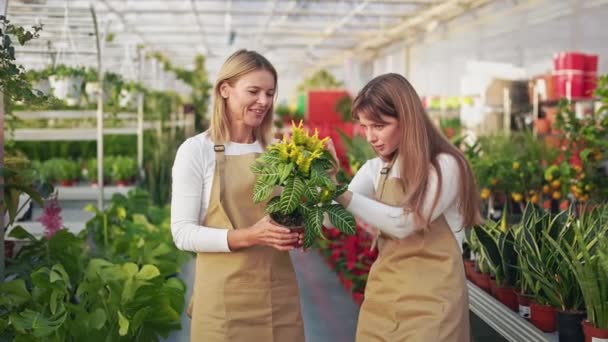 两个年轻的女花匠在温室里照料植物的侧视图 漂亮的女士穿着制服拿着花盆种植和照料植物的概念 — 图库视频影像