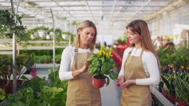 İki genç bayanın yan görüntüsü, serada çalışan çiçekçiler. Üniforma giyen, saksı tutan, konuşan mutlu kadınlar. Büyüme ve bitkilerle ilgilenme kavramı.