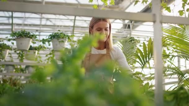 Vista Lateral Jovem Florista Segurando Garrafa Pulverização Tocando Planta Mulher — Vídeo de Stock