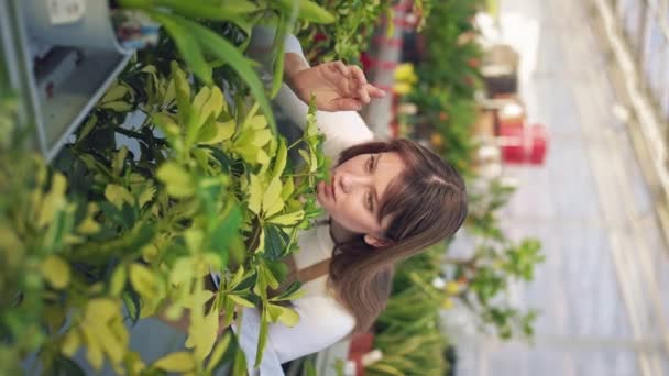 Odaklanmış Kadın Büyüyor Portakallı Bitkilerle Ilgileniyor Çekici Kadın Çiçekçi Bitkilere — Stok video