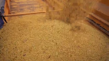 Tahta konteynıra dökülen büyük miktarda tahıl. Tarım ürünlerini depolamak veya işlemek için kullanılan kapalı bir tesis. Hasat ve teknoloji kavramı.