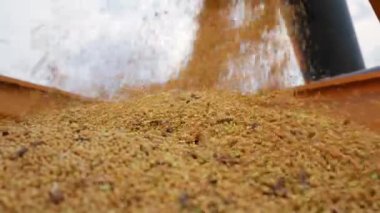 Granüler maddeyi yakından görmek tahıl dökülmesini ve yığılmayı önler. Altın ekinler dinamik bir sahne yaratıyor. Hasat, makine ve teknoloji kavramı.