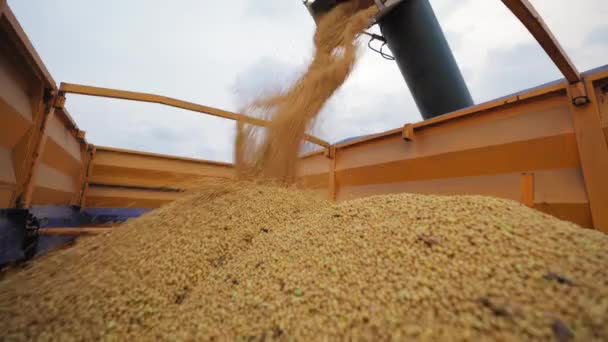 大きな貯蔵容器に穀物を注ぐ機械 円筒形の構造は作物が屋外の塵の雲が付いている容器に自由に落ちることを可能にするために上昇しました — ストック動画