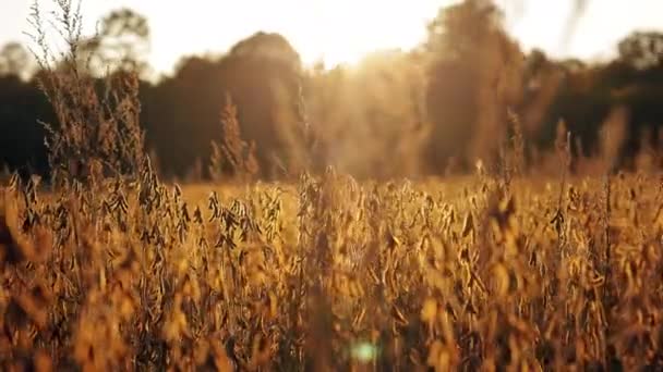 Nyugodt Arany Mező Elért Búza Létrehozása Nyugodt Légkört Magas Színű — Stock videók