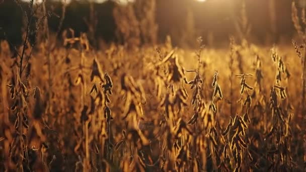 Güneş Işığı Altındaki Altın Fasulye Tarlası Şafak Alacakaranlıkta Olduğunu Gösteriyor — Stok video