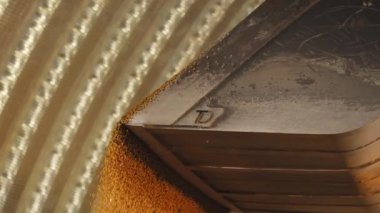 Buğday ya da arpa gibi altın tanecikler metal kanaldan işleme tesisine dökülüyor. Ekinleri depolamak için depo. Makine, hasat ve depolama kavramı.