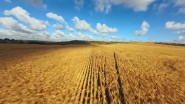 Mavi gökyüzünün altında, tüylü beyaz bulutlarla birlikte devasa altın alanların zaman kayması. Buğday alanı mesafeye ve açık havaya kadar uzanıyor. Güzel manzara ve şehir manzarası.