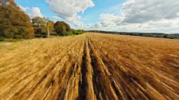 Επιτάχυνση Βίντεο Του Πεδίου Σειρές Καλλιεργειών Μέρει Συννεφιά Και Γύρω — Αρχείο Βίντεο