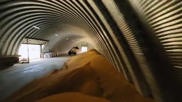 重機を使用しながら倉庫内で熟した大麦作物を収集する農業従事者 穀物製造の長い貯蔵納屋の側面に横たわる収穫された穀物のヒープ — ストック動画