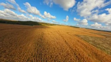 Sonsuz tarlalarda, mavi gökyüzünün altında beyaz bulutlarla uzanan altın mısırlar ekilmiş. Olgunlaşmış hasatla dolu kırsal tarım arazisi. Sıcak güneş ışığı..