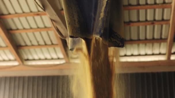 Grande Quantidade Trigo Fluindo Saco Para Galpão Armazenamento Grãos Cereais — Vídeo de Stock