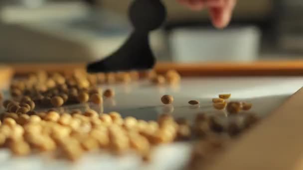 Közelről Láthatja Kézi Fém Szerszámot Szójababszemeket Asztal Egyik Oldalára Frissen — Stock videók