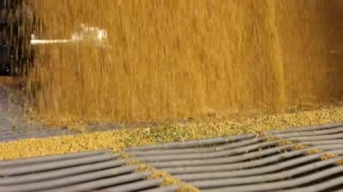 Kalın derede, ızgaranın üzerine akan altın taneleri topladı ve içinden düştü. Buğdayı makineden depolama ve değirmenleme için tarım fabrikasına boşaltıyorum..