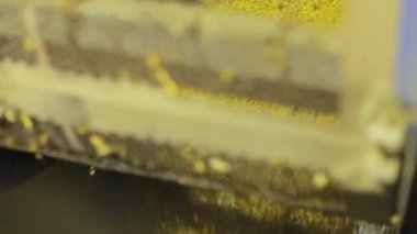 Büyük metal fıçının içinde dönen ve dökülen sayısız mısır taneleri. Yenilikçi tarım fabrikasında ham tahıl maddesinin temizlenmesi ve sıralanması için modern yöntem.