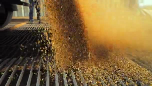 Поток Золотой Пшеницы Каскадом Опускается Переходит Следующий Уровень Переработки Зерновые — стоковое видео