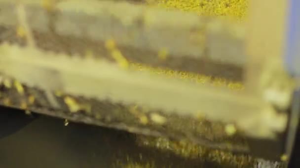 许多玉米粒在大金属桶内旋转和倒入 渐进式农业厂房谷物原料清洗与分级的现代方法 — 图库视频影像