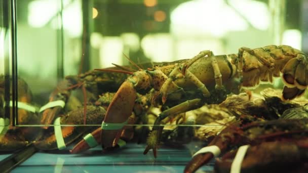 海鲜餐厅或市场的玻璃罐里有多种大小和颜色的螃蟹 大龙虾栖息在室内的岩石和卵石上 细腻的概念 — 图库视频影像
