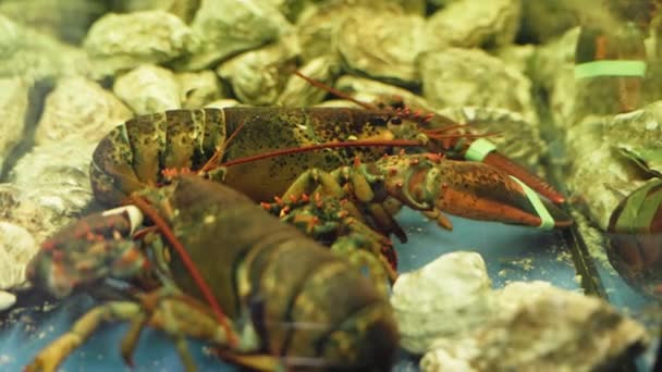 两只五颜六色的螃蟹带着绿色 棕色和红色的阴影在水族馆里来回走动 它们的卵石上系着爪子 展览厅内设有水箱及精美食物 — 图库视频影像