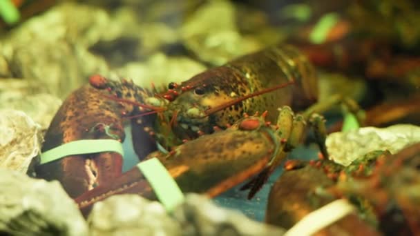Lobster Long Antennae Clawed Legs Resting Rocks Underwater Clear Water — Stock Video
