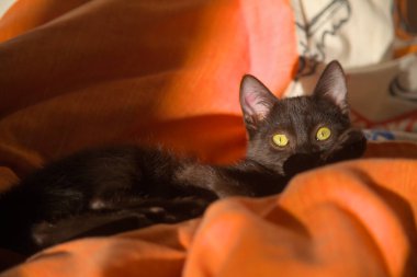 An elegant black cat relaxes lying on a soft orange blanket, his bright yellow eyes staring captivatingly bathed in the warm ambient sunlight. clipart