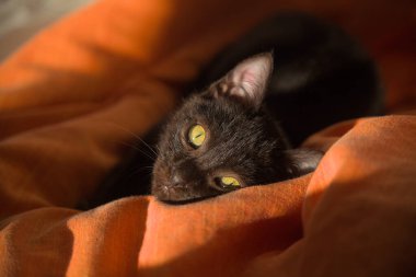 An elegant black cat relaxes lying on a soft orange blanket, his bright yellow eyes staring captivatingly bathed in the warm ambient sunlight. clipart