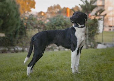 Siyah köpek, Amerikan Stadyumu teriyeri sonbahar parkında yürüyüşe çıktı.