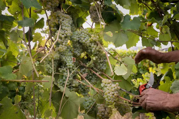 stock image Detail of clusters of Alvarinhas grapes still unripe, 2 months to go before the harvest.