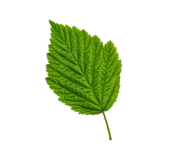 Свіжий Зелений Лист Ізольований Білому Тлі Відсічним Контуром — стокове фото