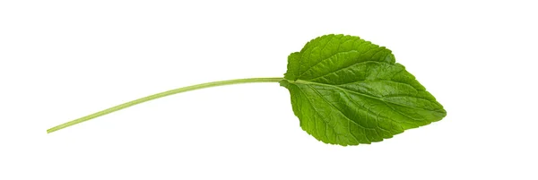 Свіжий Зелений Лист Ізольований Білому Тлі Відсічним Контуром — стокове фото