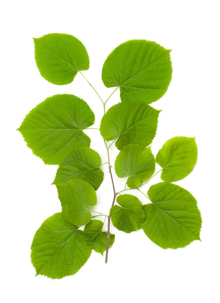 Свіже Зелене Листя Гілки Ізольовано Білому Тлі — стокове фото