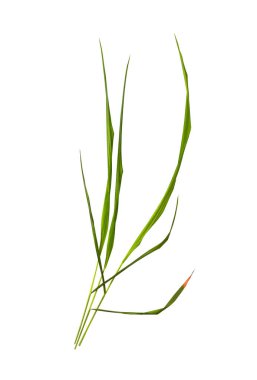 Beyaz arka planda izole edilmiş bir sürü yeşil çimen. kırpma yolu ile