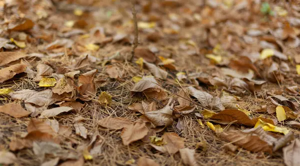 Yellow, orange and brown foliage of during leaf fall on the ground park. Autumn season natural on background. Tree leaves falling in the autumn. Autumn foliage wallpaper. Copyspace. Selective focus.