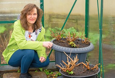 İhale fuşyaları Şubat ayı sonunda inoto büyümesini geri getirebilir. Köklerin üçte birini köklerinden ayırıp taze gübre ile doldurmalılar..