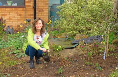 Laleler toprağa ekilen saksılarda yetiştirilebilir. Bunun avantajı, kolayca kaldırılabilmeleri ve oyun amaçlı hareket edebilmeleri..