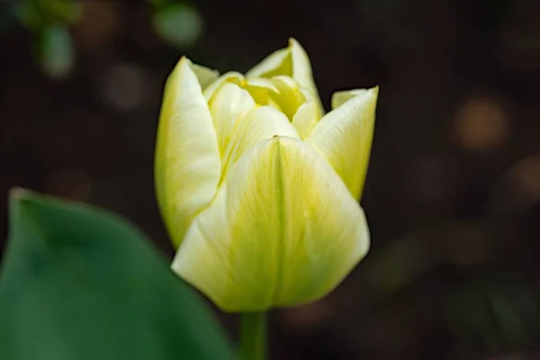 Los Tulipanes Proporcionan Color Agradable Que Primavera Finalmente Emerge Después — Foto de Stock
