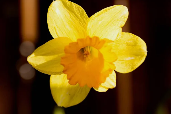 Los Narcisos Proporcionan Color Agradable Como Escucharon Los Albores Primavera — Foto de Stock