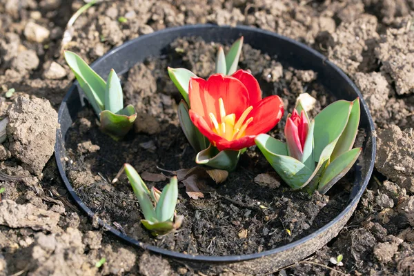 Captura Conjunto Tulipanes Que Florecen Forma Única Sin Tallo Visible — Foto de Stock
