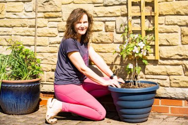 Clematis Montana Mayleen yaprak döken bir dağcıdır. Tek, saten pembe dalgalı çiçekleri vardır. Mayıs ve Haziran aylarında çiçek açar.